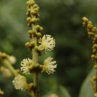 Mallotus rhamnifolius (Willd.) Müll.Arg.